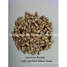 American Round Light Speckled Kidney Bean